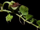 Lysimachia nummularia