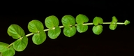 Lysimachia nummularia