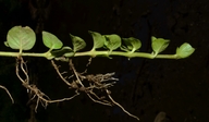 Lysimachia nummularia