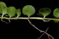 Lysimachia nummularia