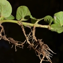 Lysimachia nummularia