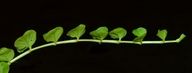 Lysimachia nummularia