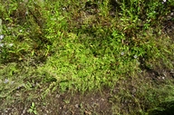 Lysimachia nummularia