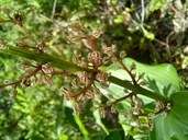Maianthemum racemosum