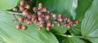 Maianthemum racemosum