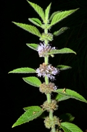 Mentha canadensis