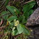 Micranthes fragosa