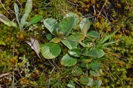 Micranthes fragosa
