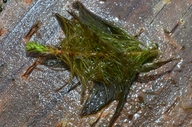 Myriophyllum aquaticum