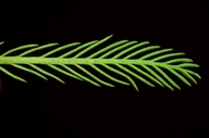 Myriophyllum aquaticum