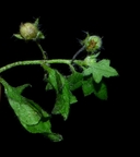 Nemophila parviflora