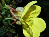Oenothera glazioviana