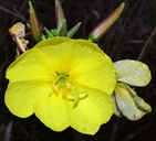 Oenothera glazioviana