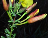 Oenothera glazioviana