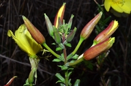 Oenothera glazioviana