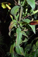 Oenothera glazioviana