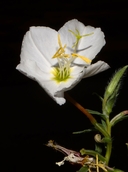 Oenothera pallida ssp. pallida