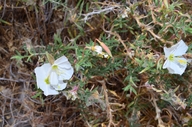 Oenothera pallida ssp. pallida