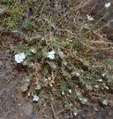 Oenothera pallida ssp. pallida