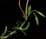 Oenothera pallida ssp. pallida
