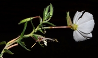 Oenothera pallida ssp. pallida