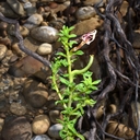Oenothera pallida ssp. pallida