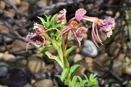 Oenothera pallida ssp. pallida