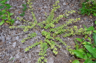 Origanum vulgare