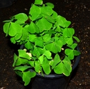 Oxalis oregana