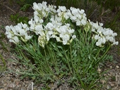 Oxytropis sericea