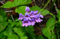 Penstemon serrulatus