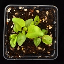 Penstemon ovatus