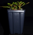 Penstemon serrulatus