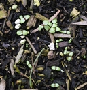 Penstemon serrulatus