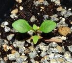 Penstemon venustus