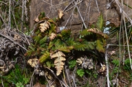 Hemionitis triangularis