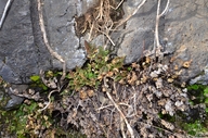 Hemionitis triangularis