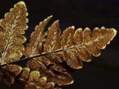 Hemionitis triangularis