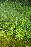 Persicaria hydropiper