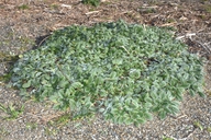 Phacelia argentea