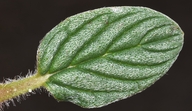 Phacelia argentea