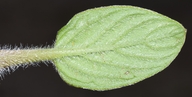 Phacelia argentea