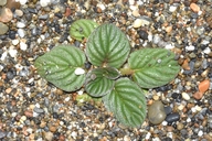 Phacelia argentea