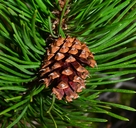 Pinus contorta var. latifolia