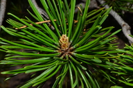 Pinus contorta var. latifolia