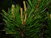 Pinus contorta var. latifolia