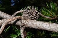 Pinus contorta var. latifolia