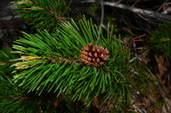 Pinus contorta var. latifolia