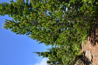 Pinus contorta var. latifolia