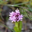 Plectritis congesta